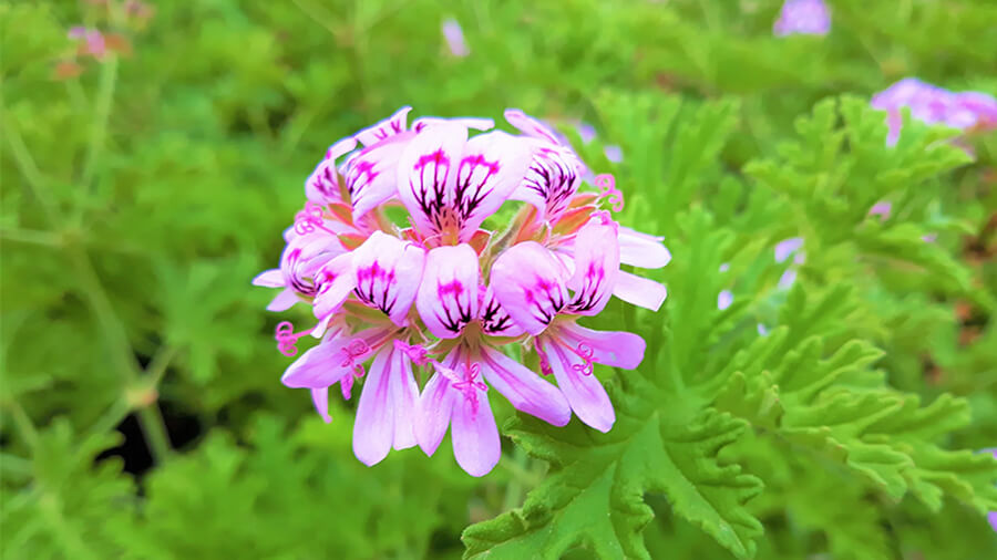 The 10 Benefits of Rose Geranium Essential Oil for Your Skin